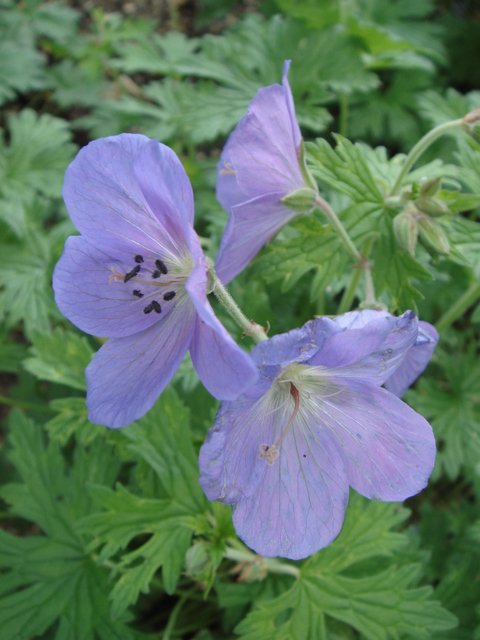 Geranium himalayense 'Irish Blue' fleur